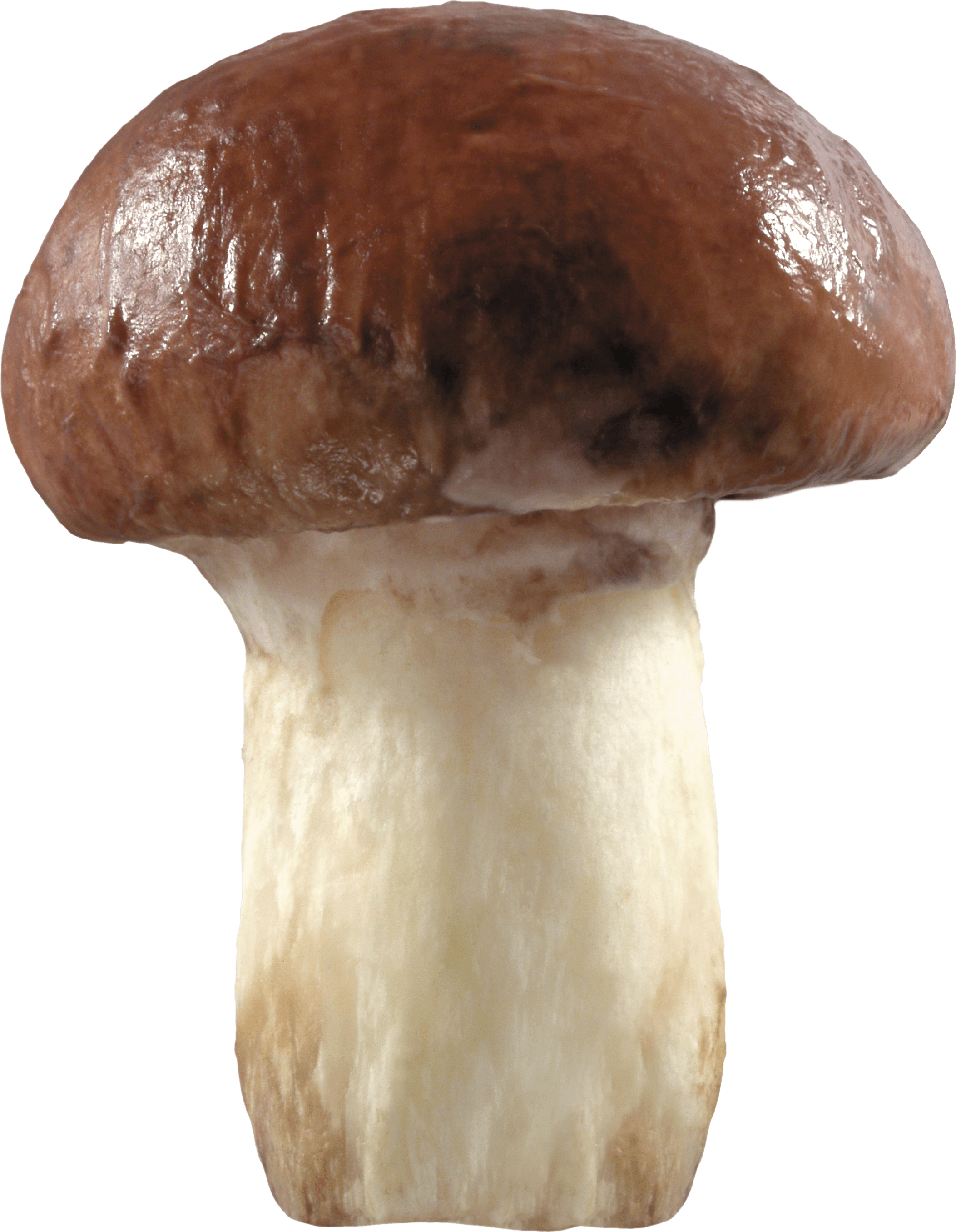 Fungi Natural Relax Like Weather PNG