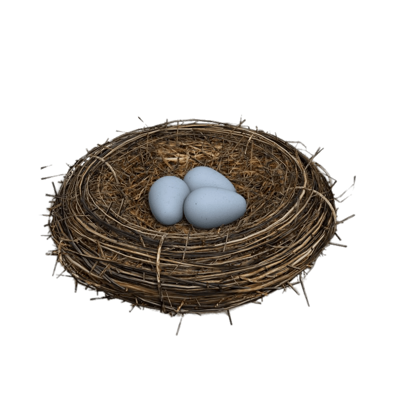 Animals Cowbird Catbirds Eggs Revival PNG