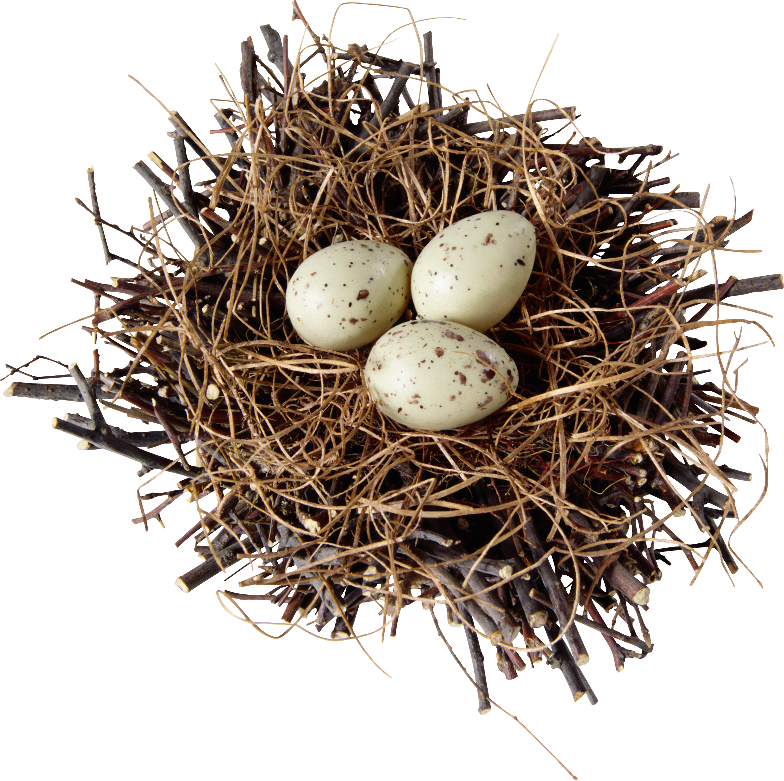 Nest Animals Larvae Ospreys Doghouse PNG