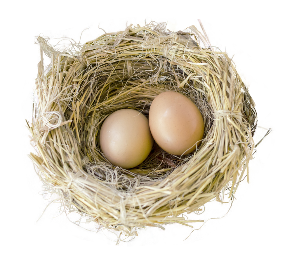 Nestling Foxhole Grosbeaks Real Nest PNG