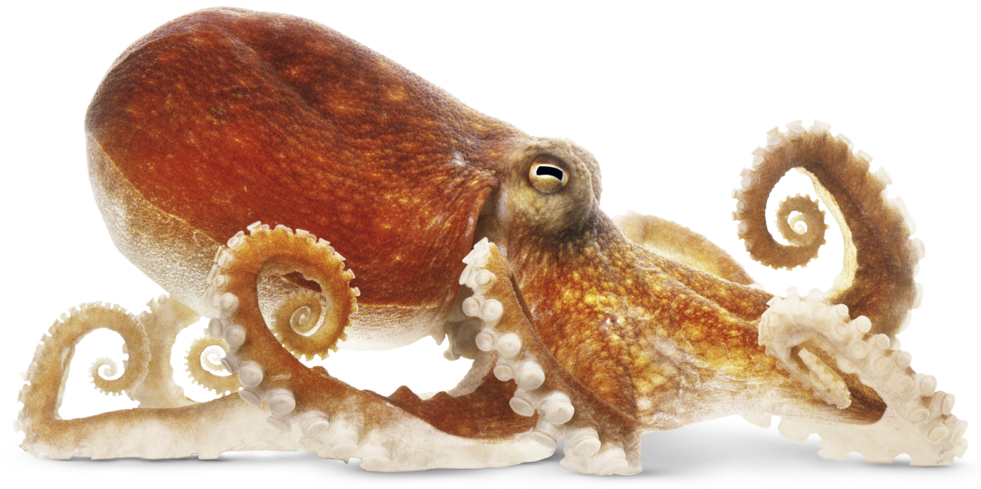 Dogs Calamari Octopus Nature Penguin PNG