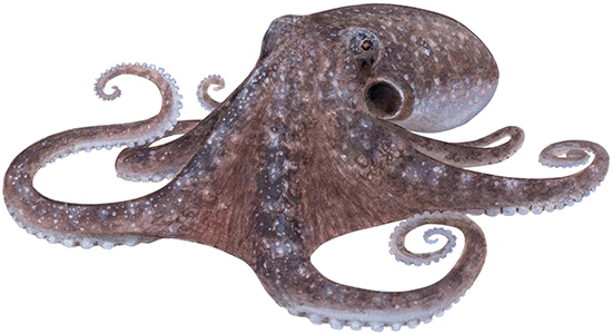 Piranha Squid Octopus Dolphin PNG