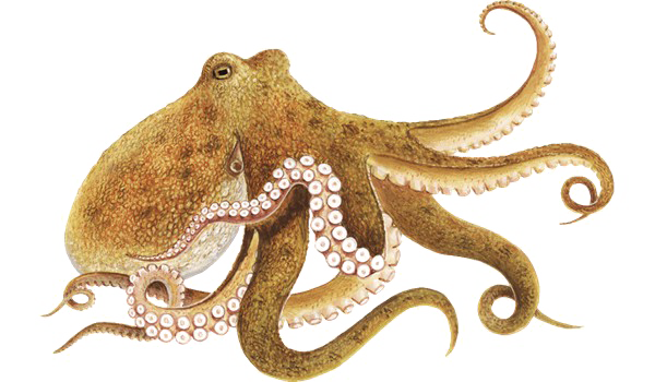 Octopus Chicken Dust Jellyfish Guppy PNG