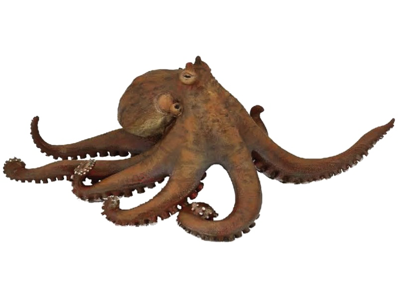 Dust Penguin Octopus Chicken Oracle PNG