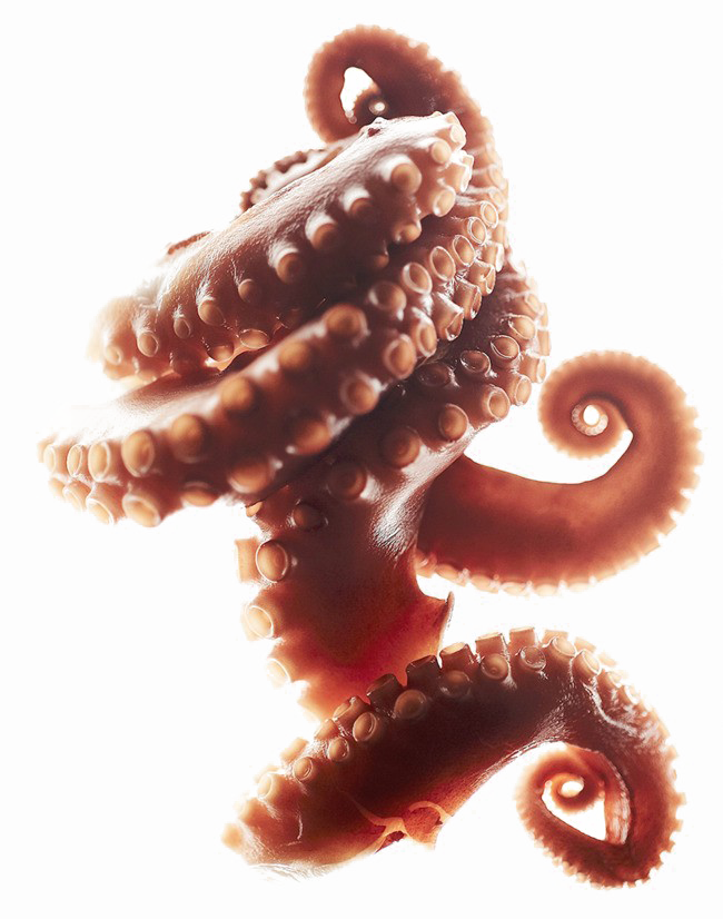 Hen Octopus Tentacles PNG