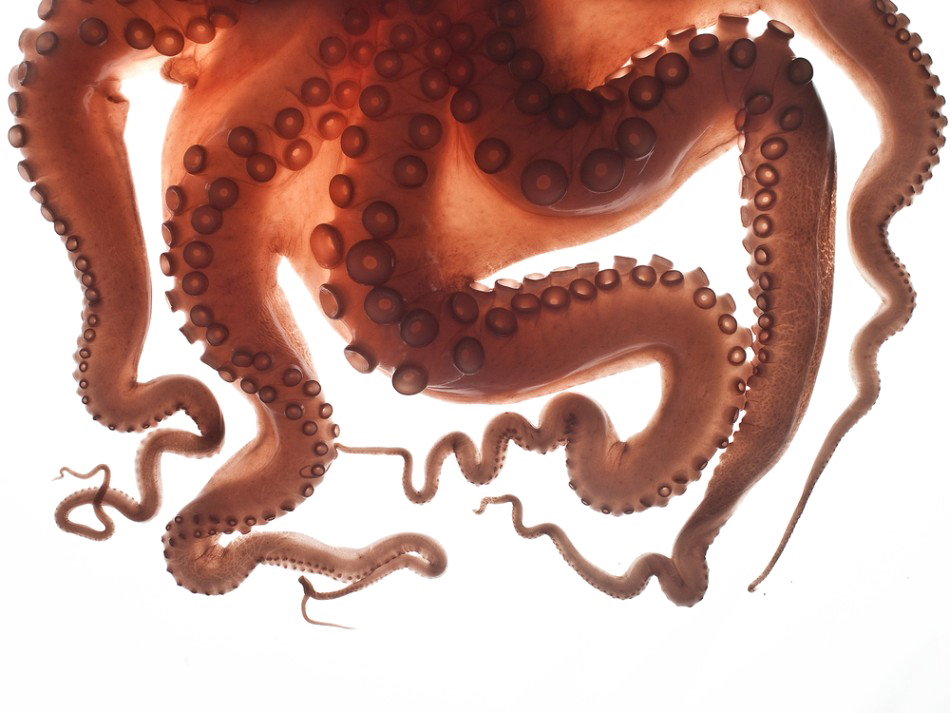 Eel Tentacle Tentacles Guppy Octopus PNG