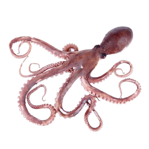 Piranha Calamari Toy Octopus Oracle PNG