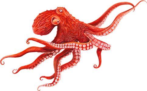 Creature Octopus Piranha Frog PNG