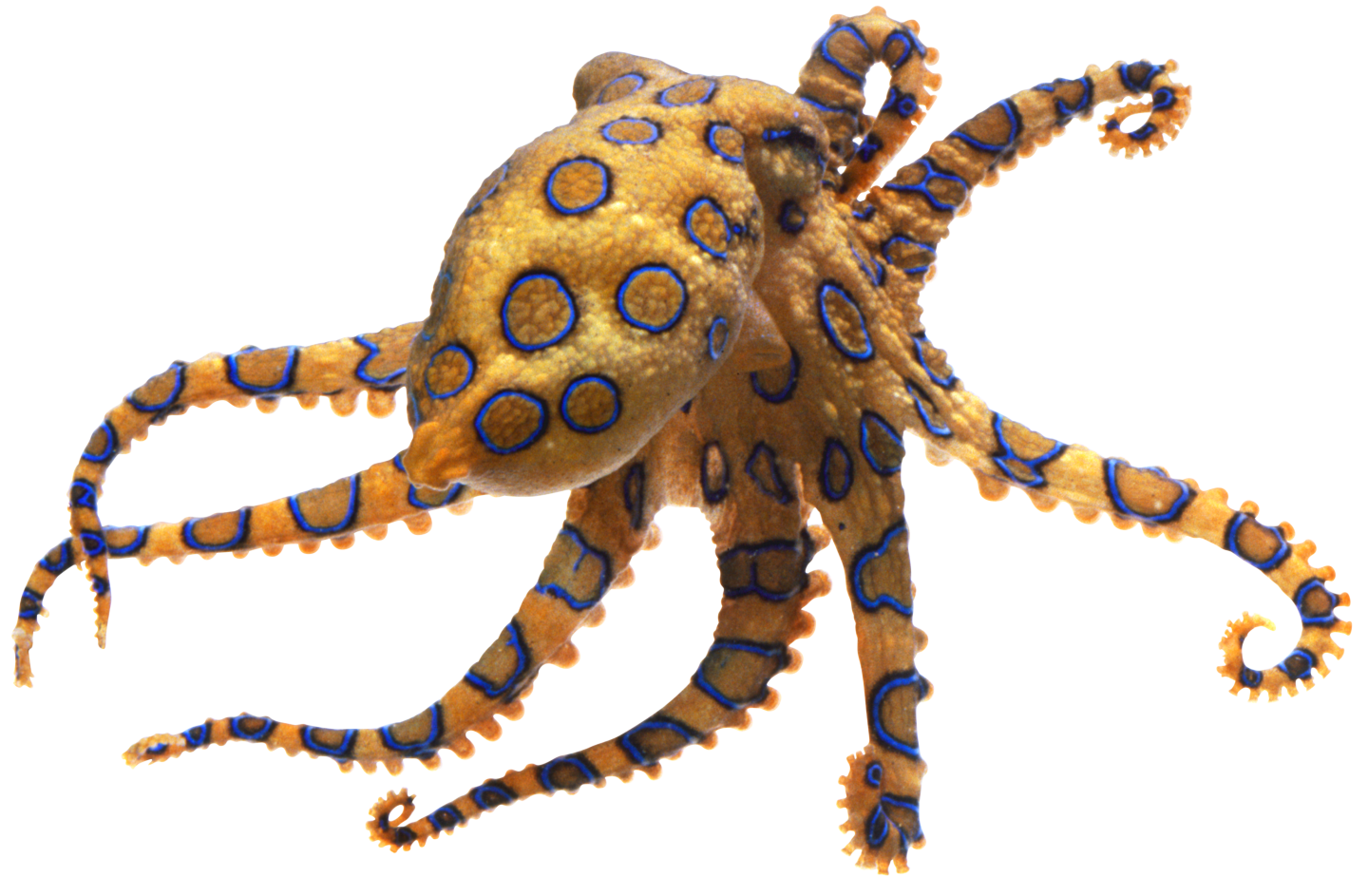 Piranha Hen Octopus File Creature PNG