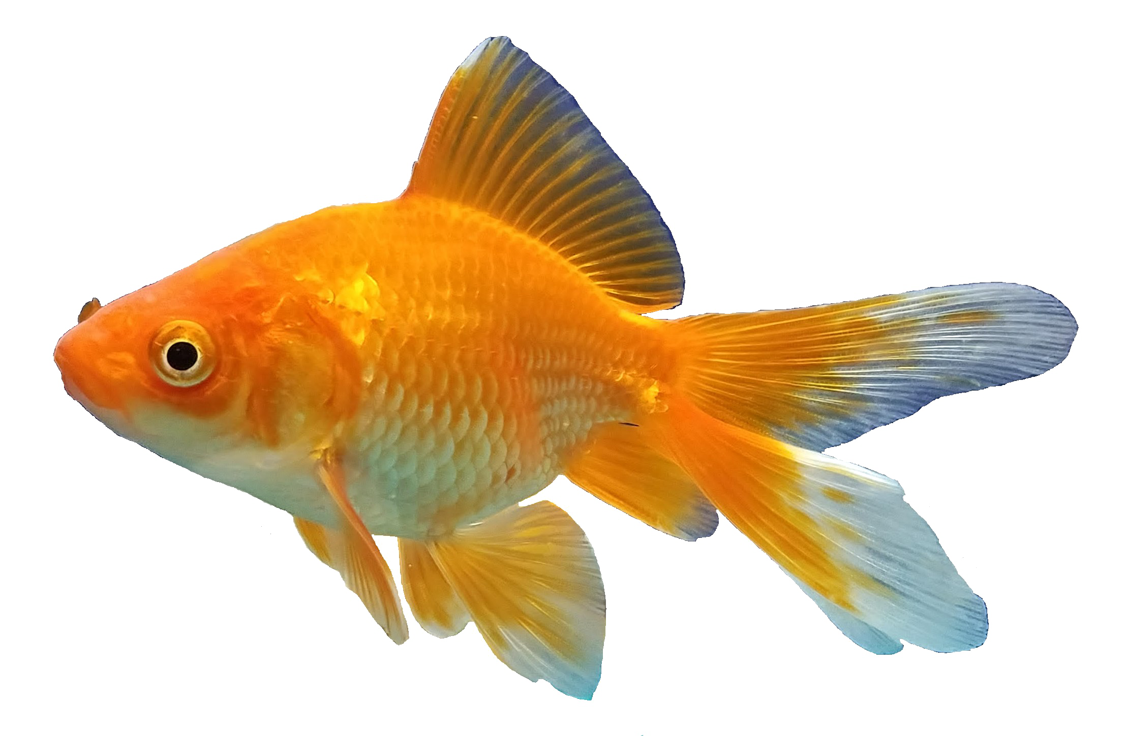 Goldfish Iguana Piranha Aquarium PNG