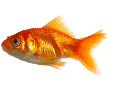 Aquarium Iguana Goldfish PNG