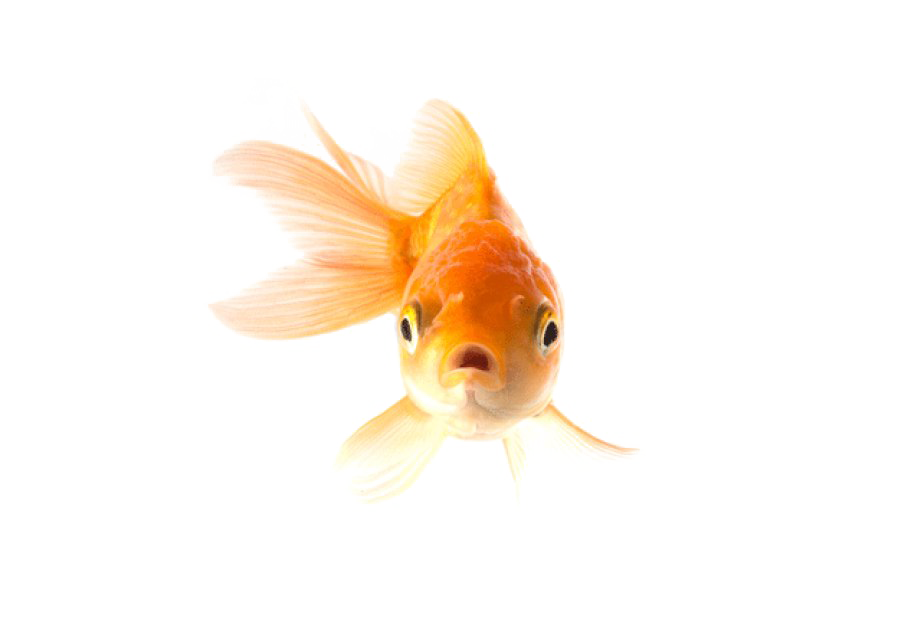 Cuttlefish Penguin Dolphin Goldfish Chicken PNG