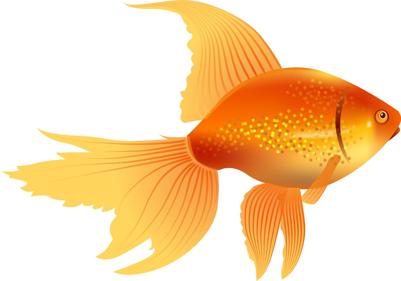 Goldfish Penguin Jellyfish Cuttlefish PNG