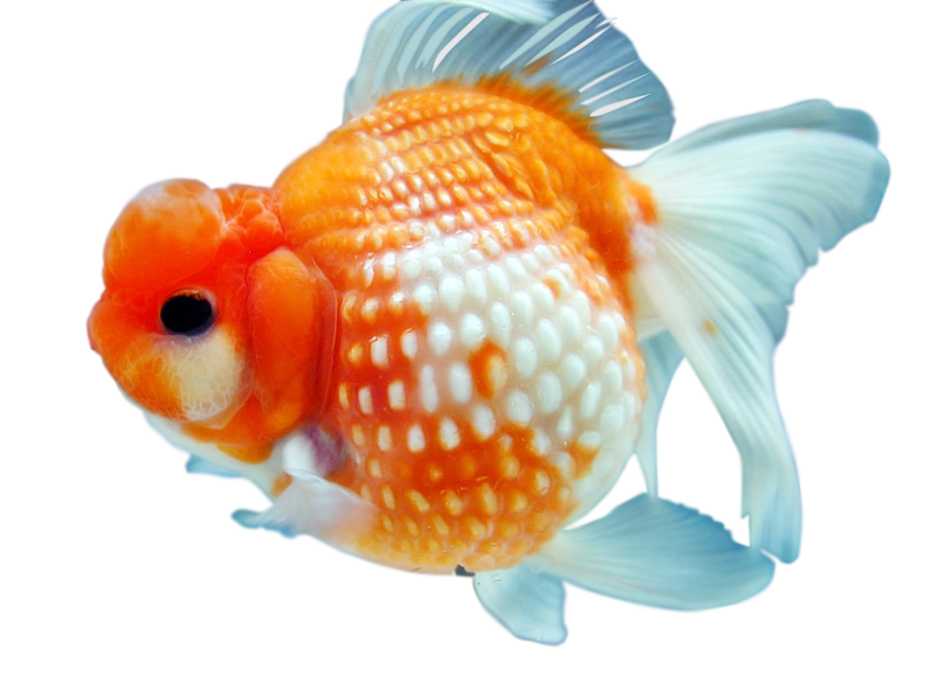 Powder Creature Aquarium Goldfish Mollusk PNG