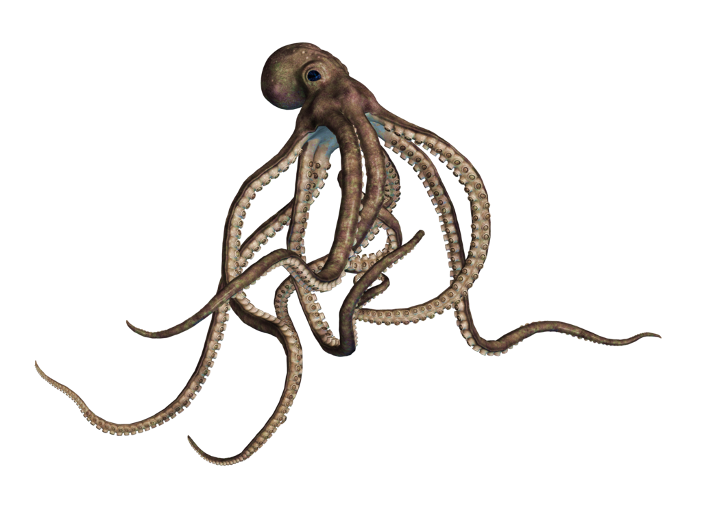 Calamari Animal Oracle Cartoon Octopus PNG