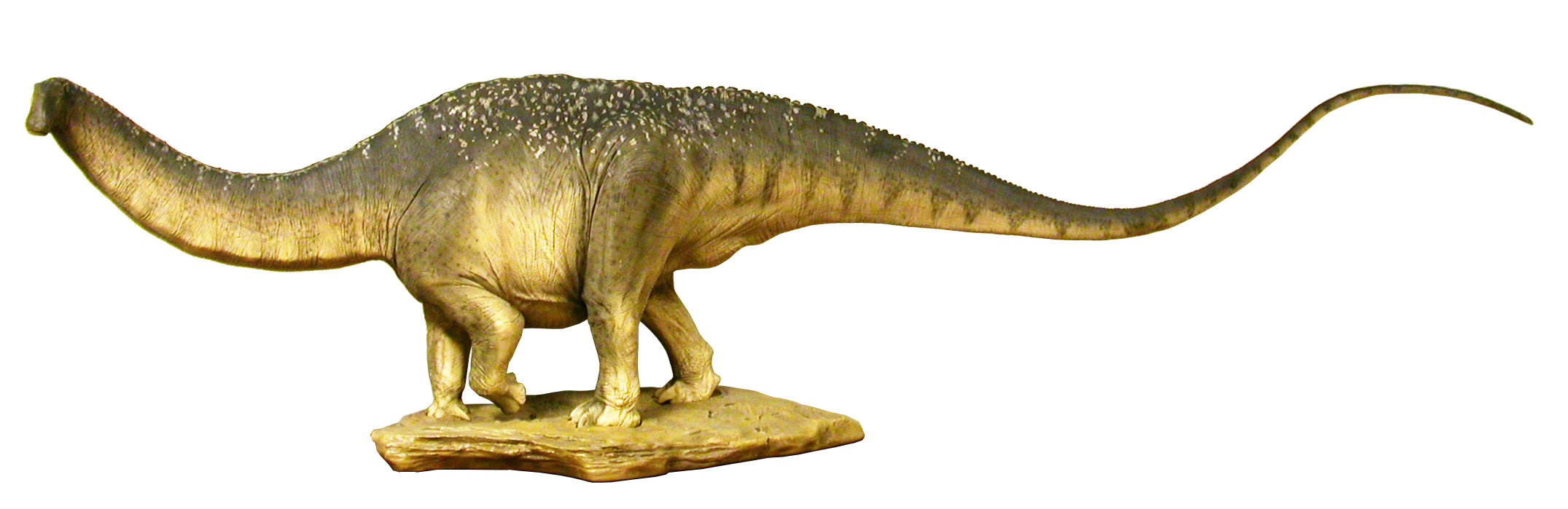 Mollusk Aquarium Sauropod PNG