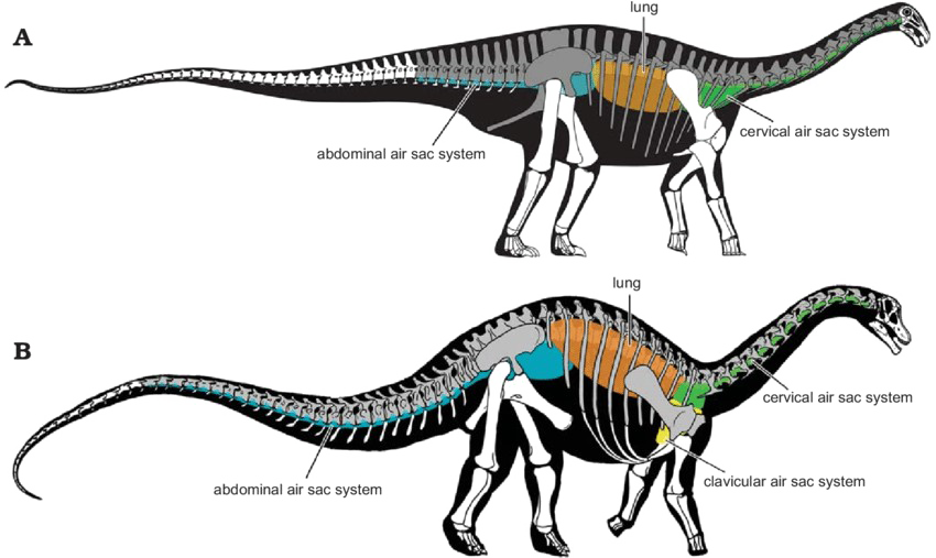 Tentacle Dust Sauropod Penguin Iguana PNG