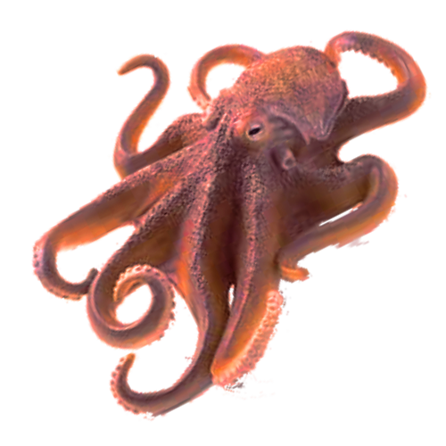 Octopus Reptile Cats Fauna Goldfish PNG