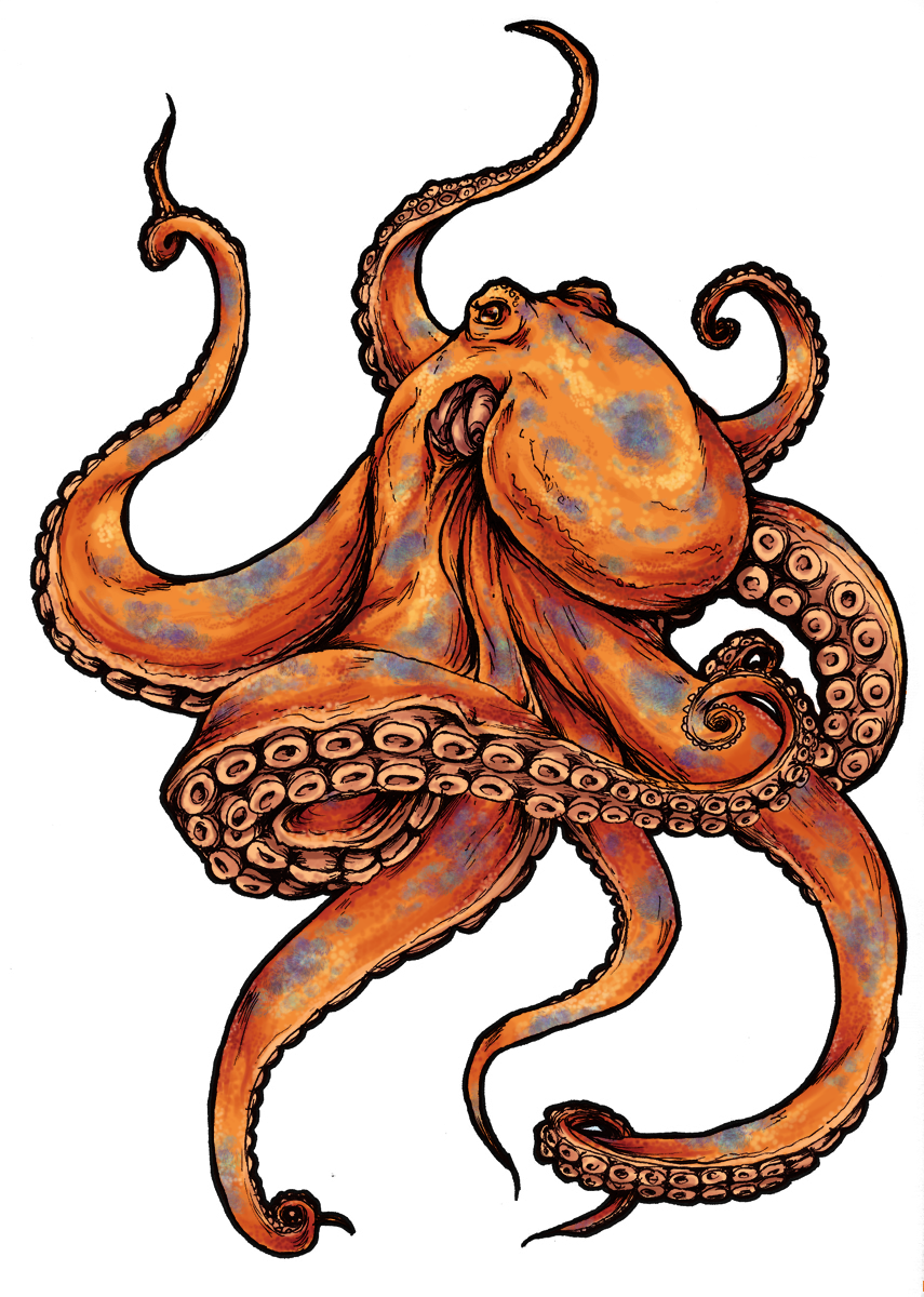 Drawing Octopus Ink Tattoo Calamari PNG