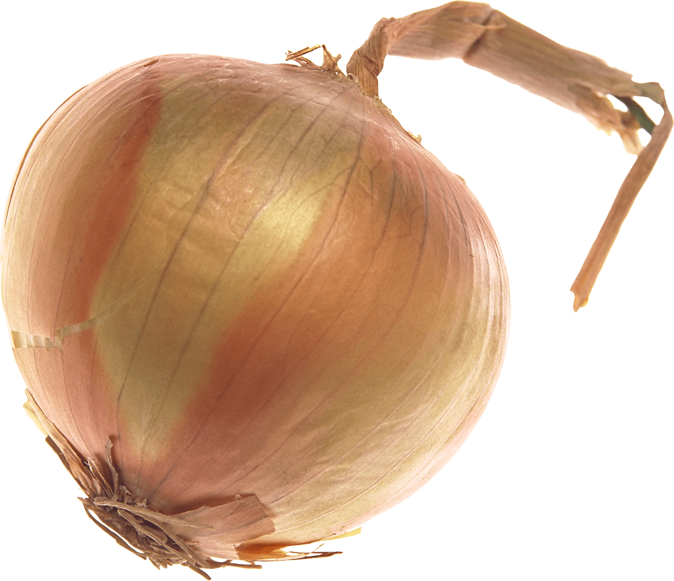 Regional Onion Parsley Cream Carbs PNG