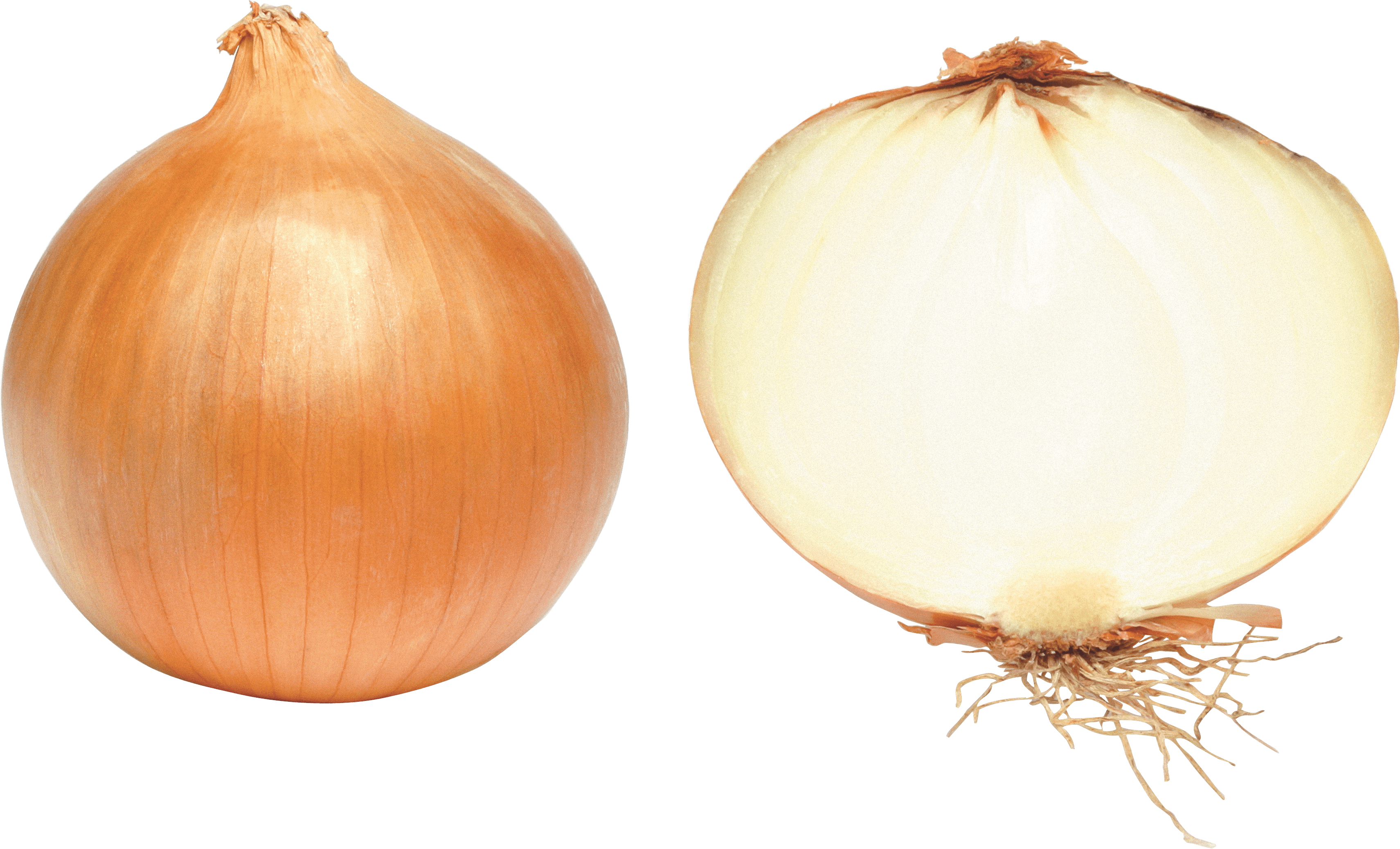 Scallion Business Dill Luxury Onion PNG