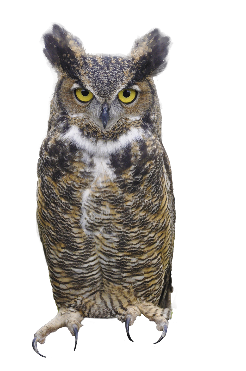 Hoots Great Owl Screech Cats PNG