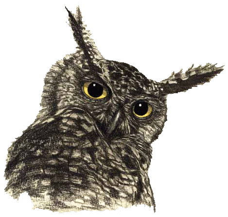 Cats Owlet Owl Dogs File PNG