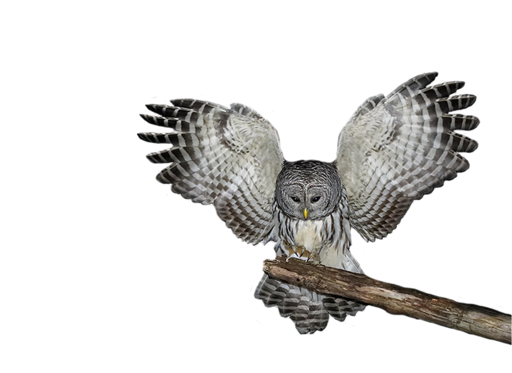 Tree Gecko Owl Squirrel Flakes PNG