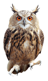 Fat Northern Biology Screech Owl PNG