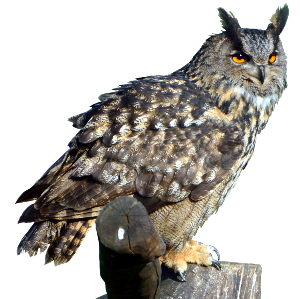 Owl Tree Swell Day Cutie PNG
