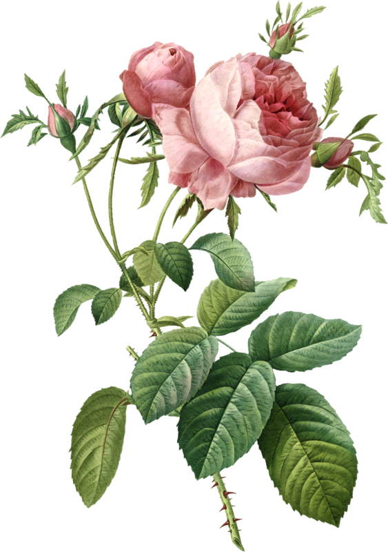 Rose Branch Flower Collage Painting PNG