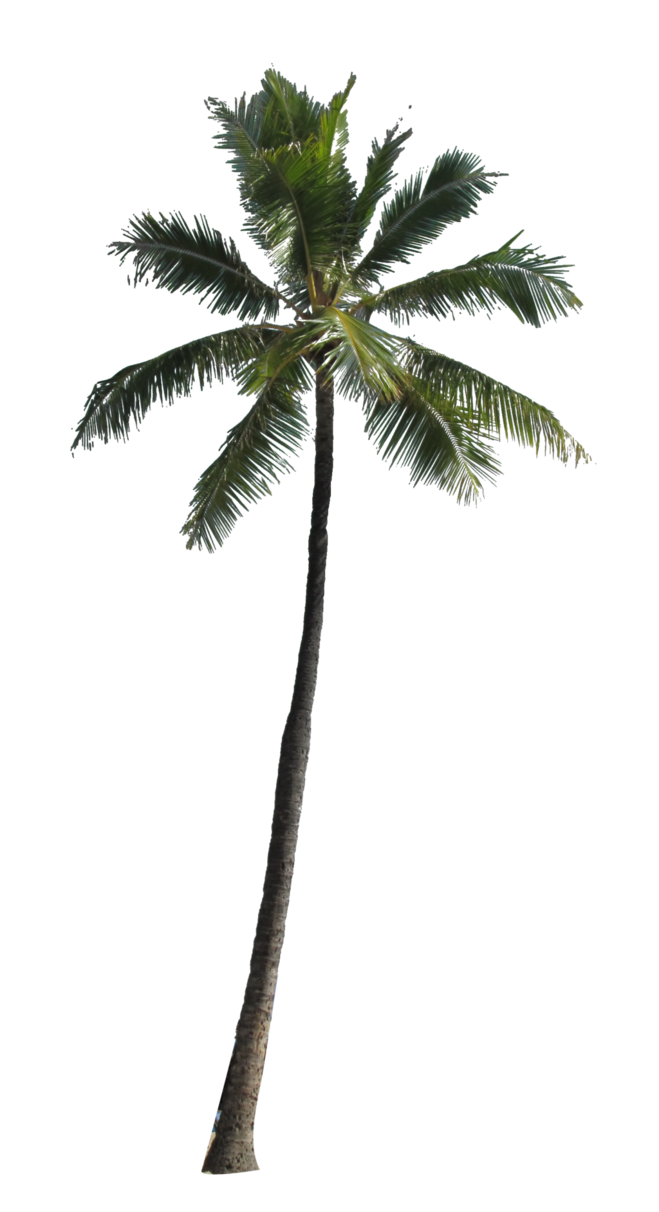 Palm Tree Light Pretty Baby PNG