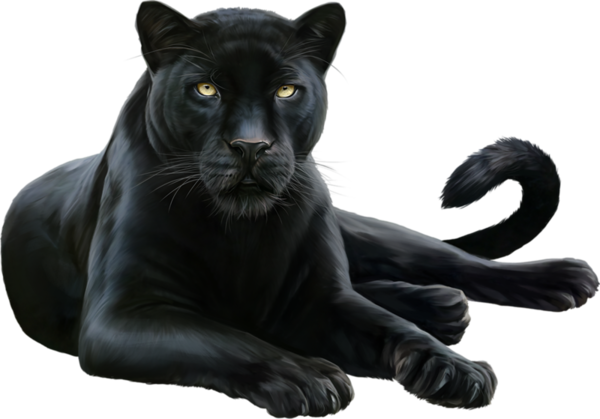 Whiskers Panther Black Leopard Coyote PNG