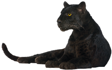 Panther Rare Leaning Reptile Mammal PNG