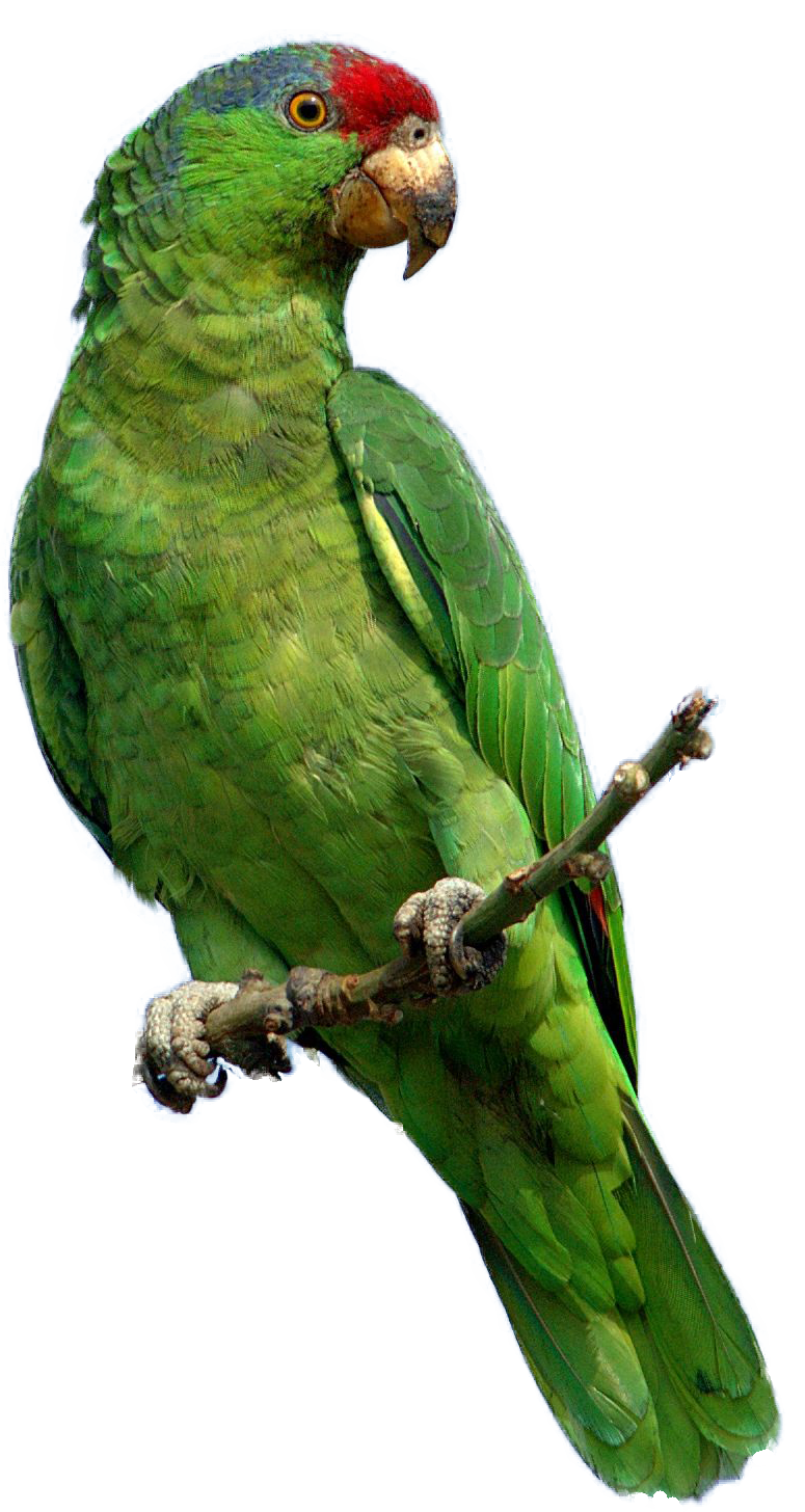 Cat Parrot Magpie Cartoon Copycat PNG