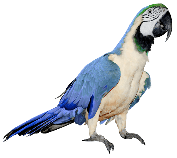 Parrot Flakes Flora Mockingbird Toucan PNG