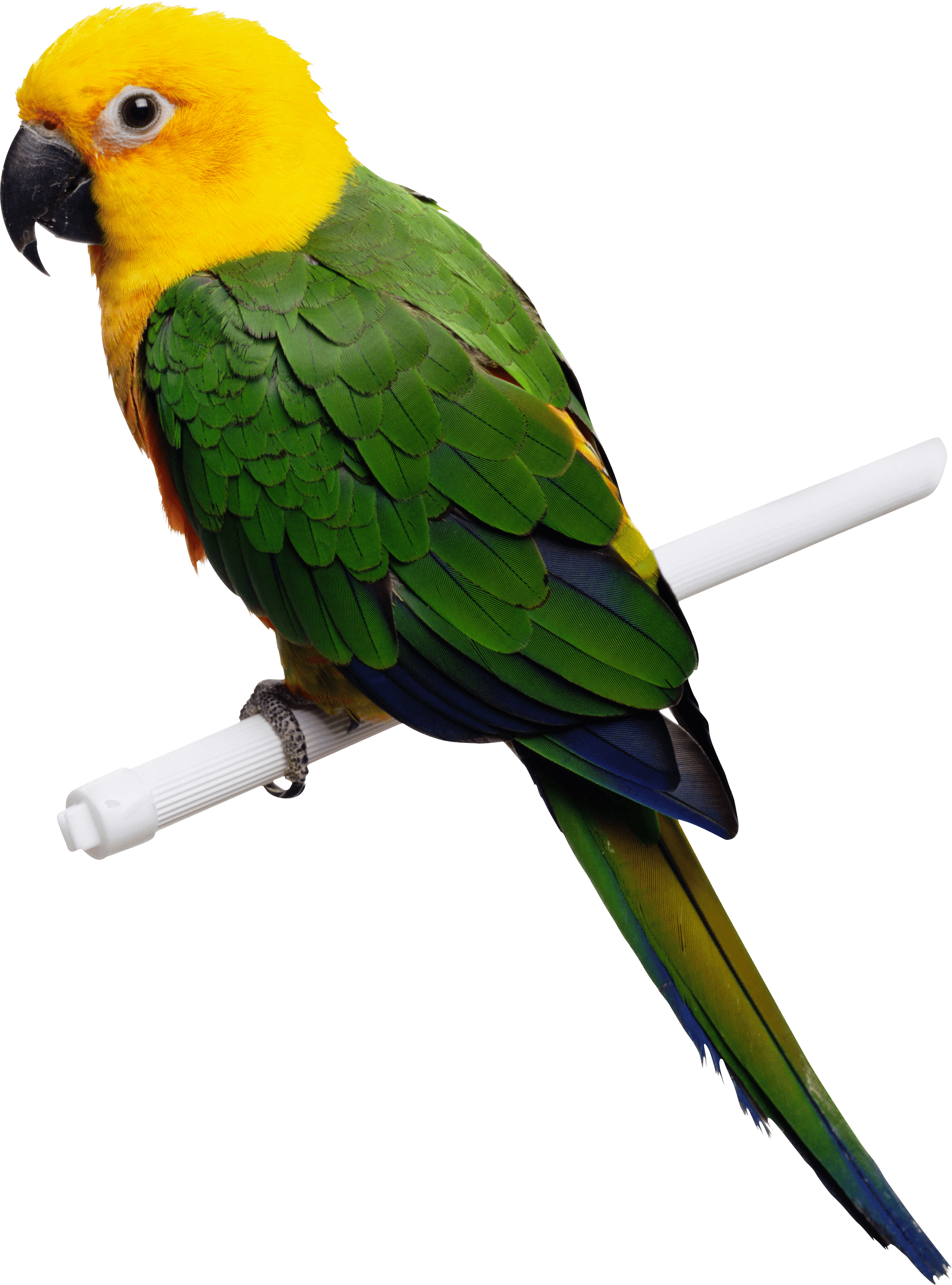 Nature Toucan Parrot Budgie Parakeet PNG