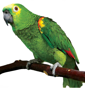 Kitty Lovebird Mockingbird Parrot Spike PNG