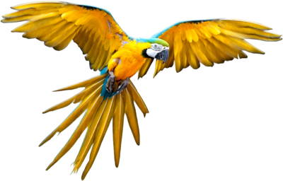 Flying Owl Cute Mimic Rare PNG
