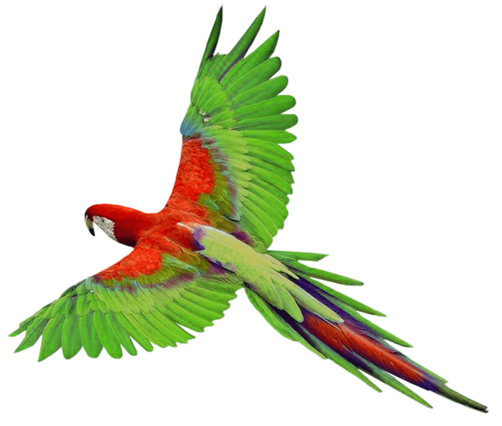 Adorable Green Parrot Mockingbird Life PNG