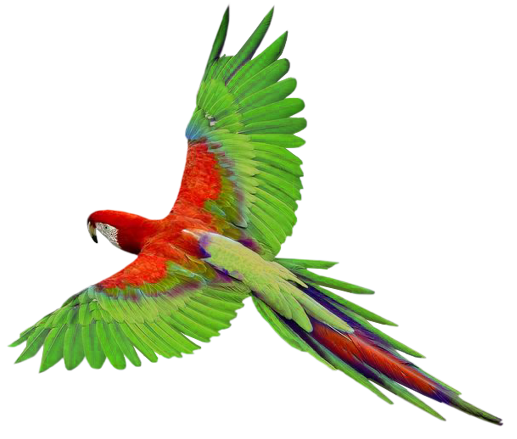 Parrot Kitty Planet Monkey Flying PNG