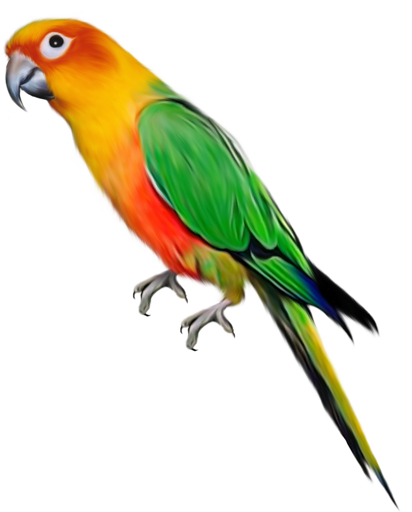 Indian Cat Parrot File Squirrel PNG
