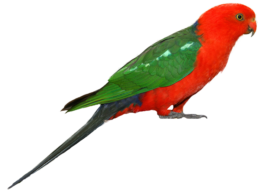 Copycat Parrot Reptile Dolphin Budgie PNG