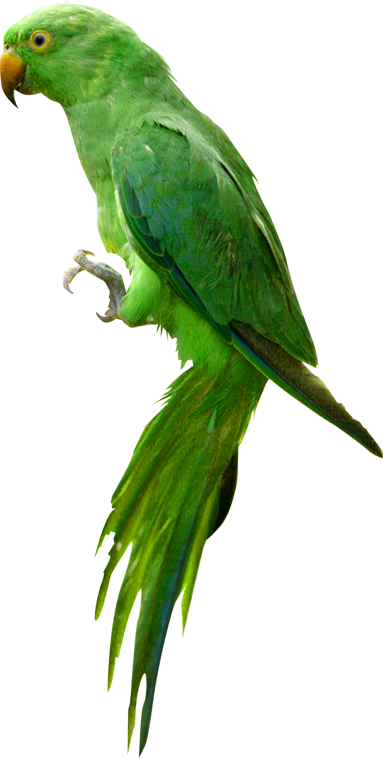 Mockingbird Animal Bird Indian Pets PNG