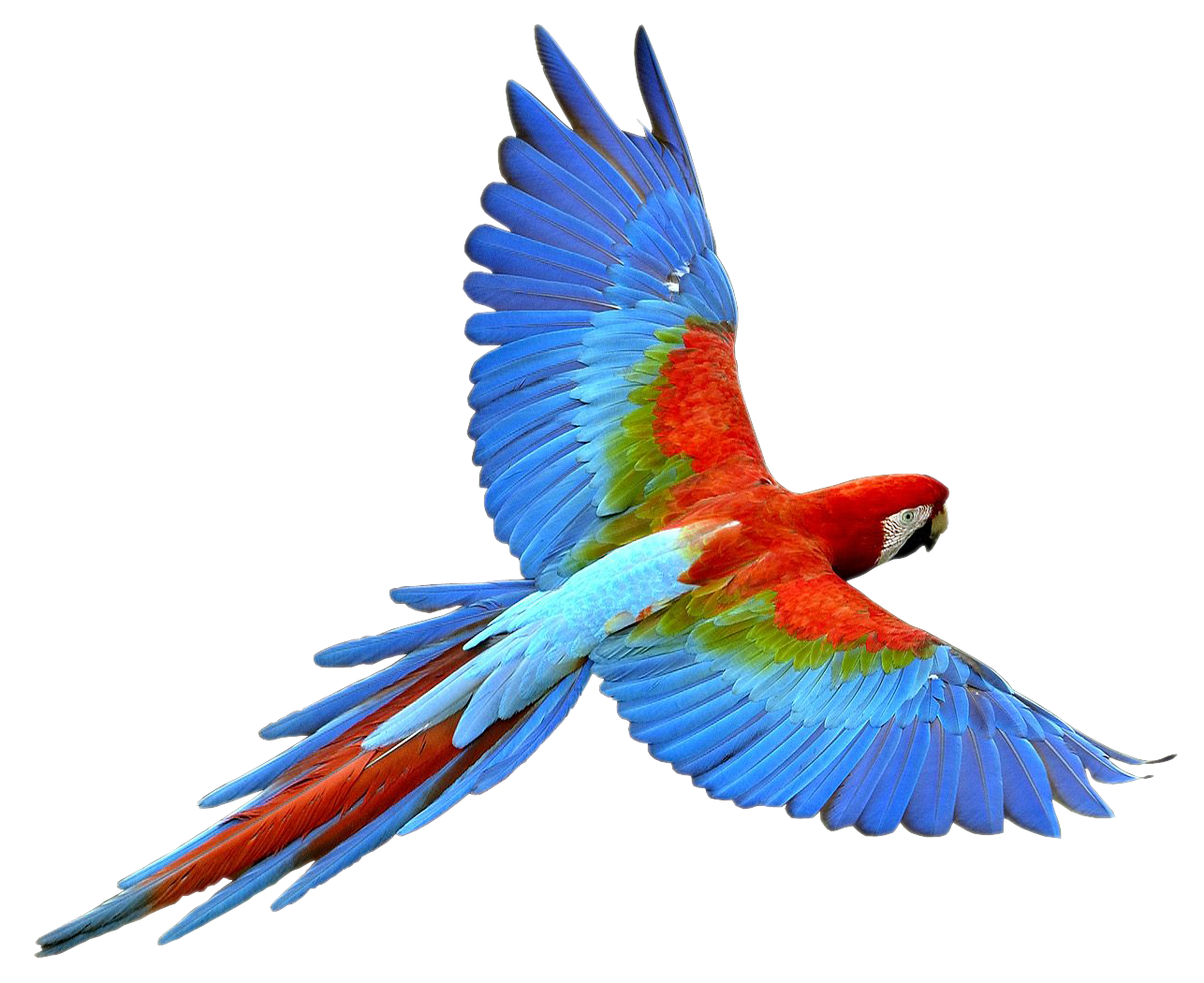 Macaw Pets Life Lizard Flying PNG