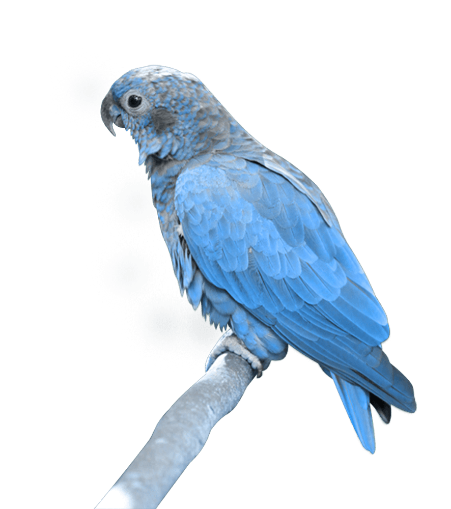 Blue Macaw Owl Parrot Parakeet PNG