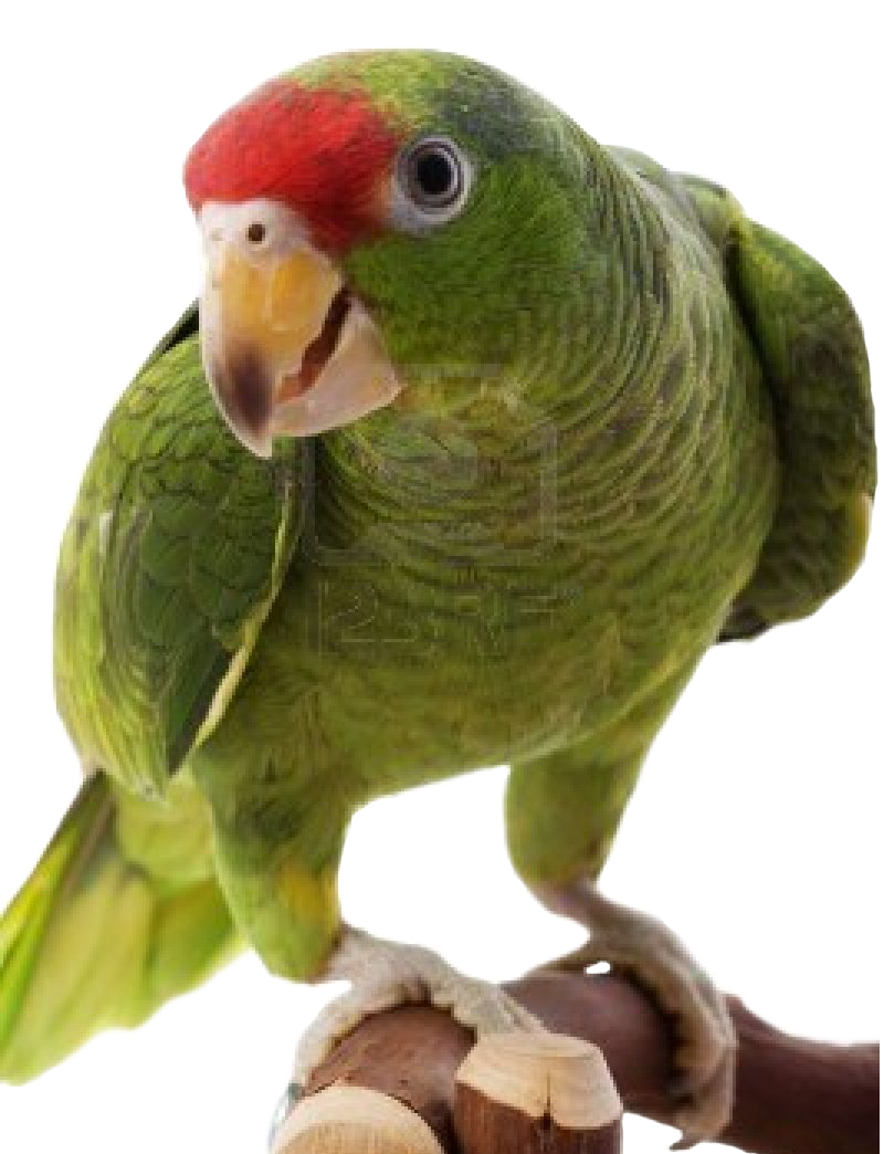 Budgie Budgerigar Flakes Finch Nature PNG