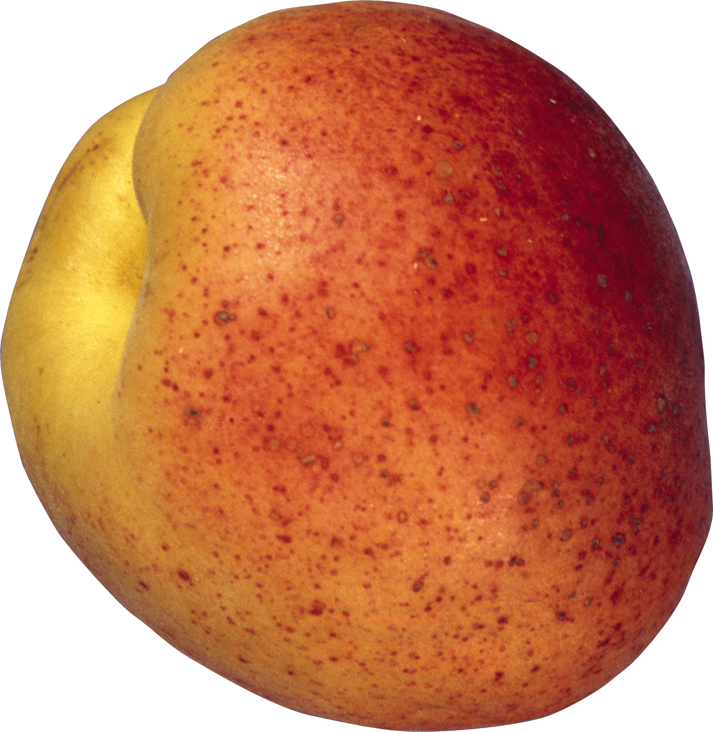 Gem Tattle Health Apricot Sing PNG