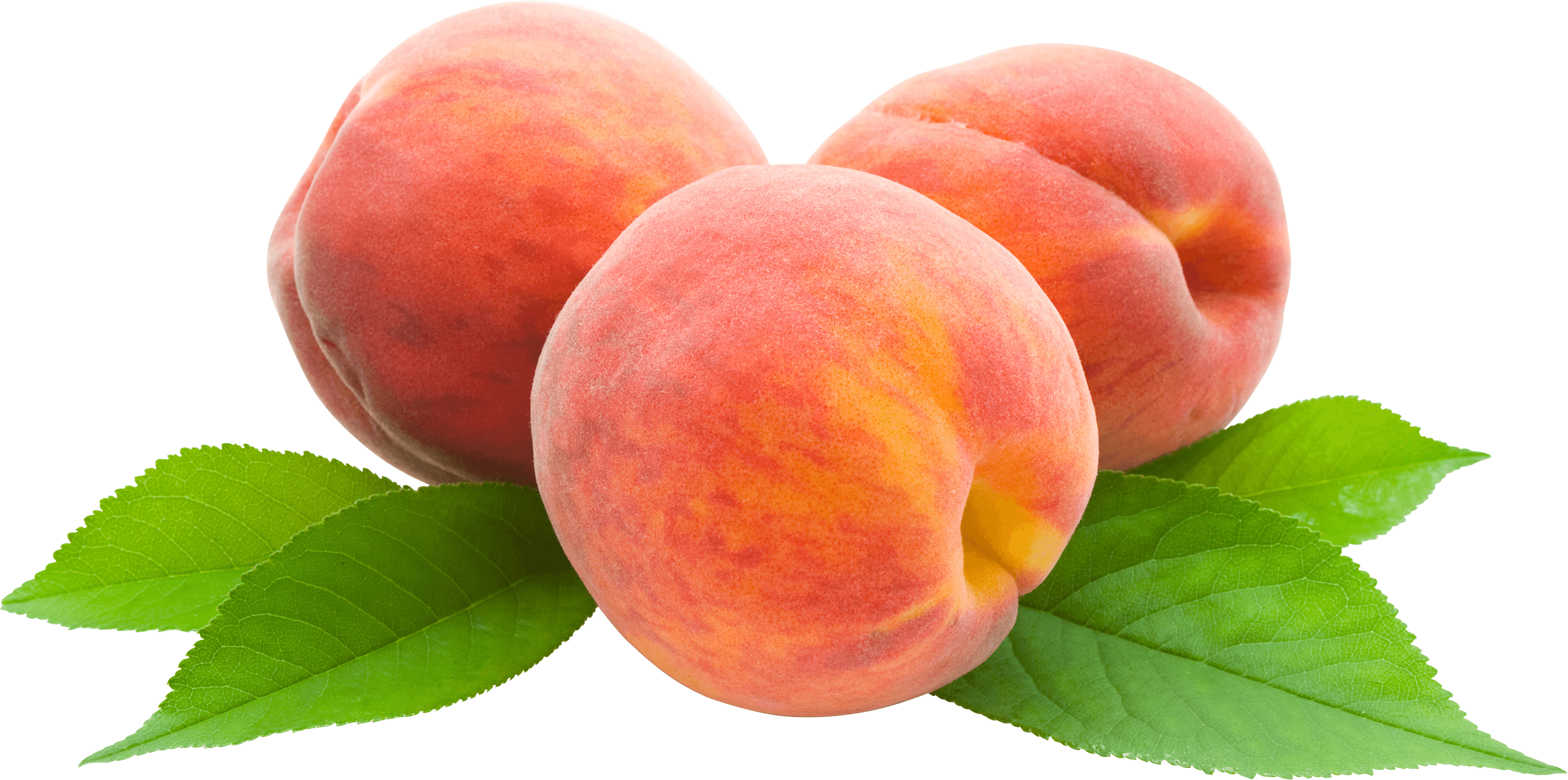Peaches Befit Peach Looker Borer PNG