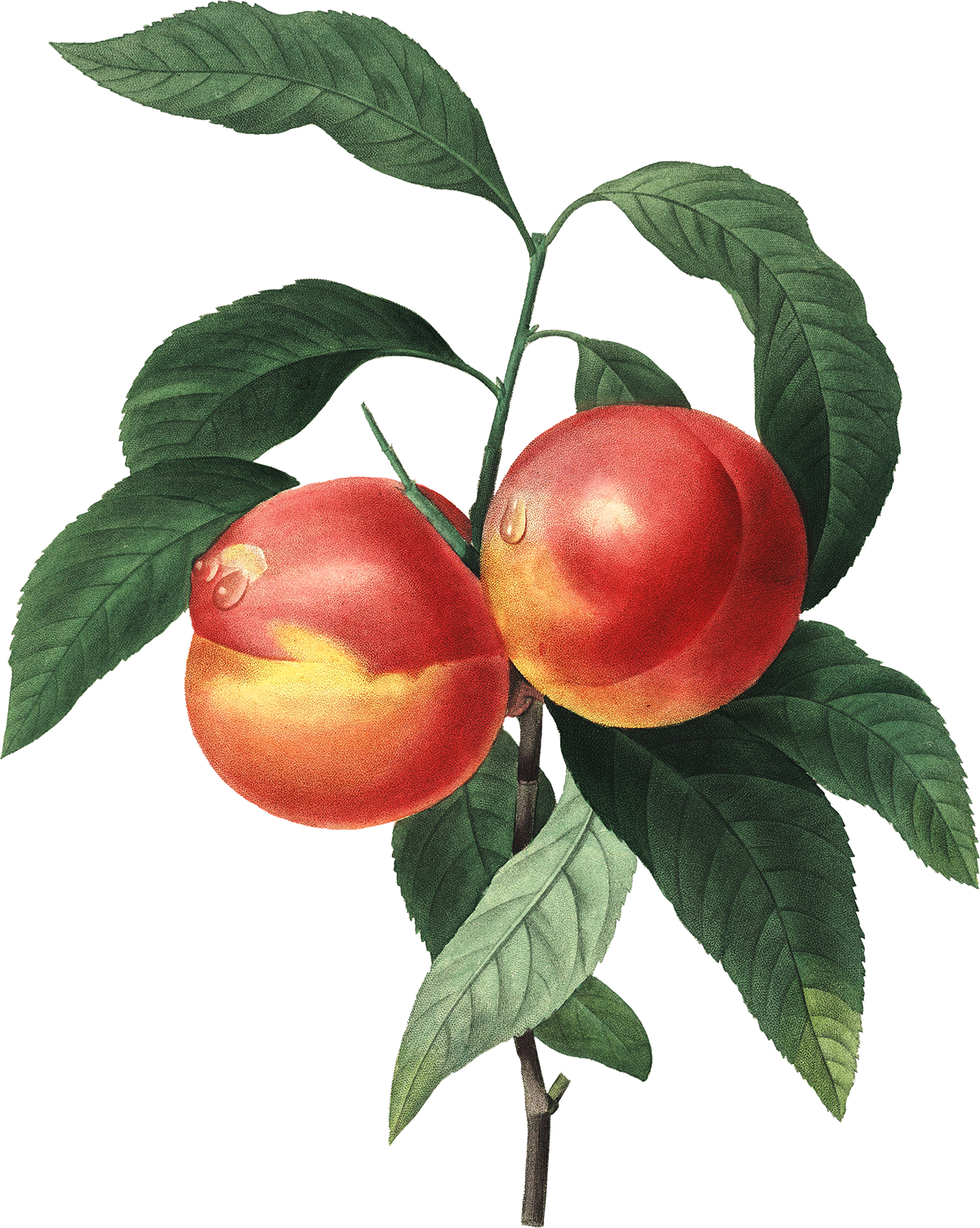 Cherry Babble Plum Art Apple PNG